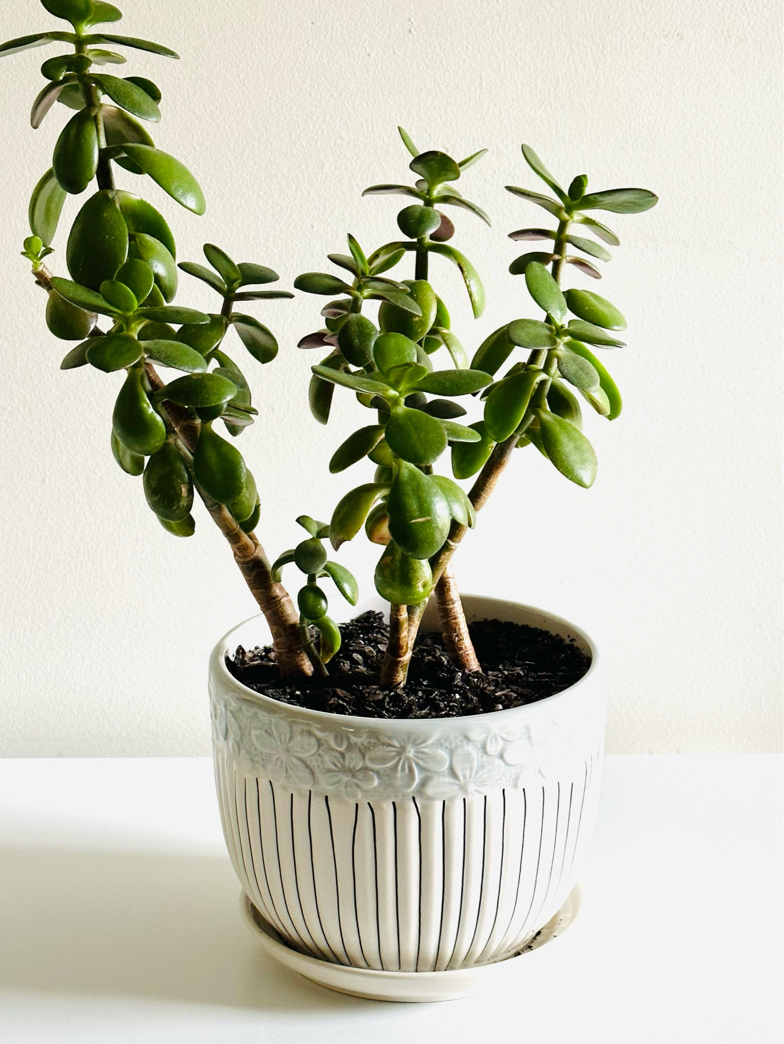 I love the Hilton Carter line of houseplants & accessories at Target. They’re perfect for a spring plant refresh. 

#LTKxTarget #LTKSeasonal #LTKhome