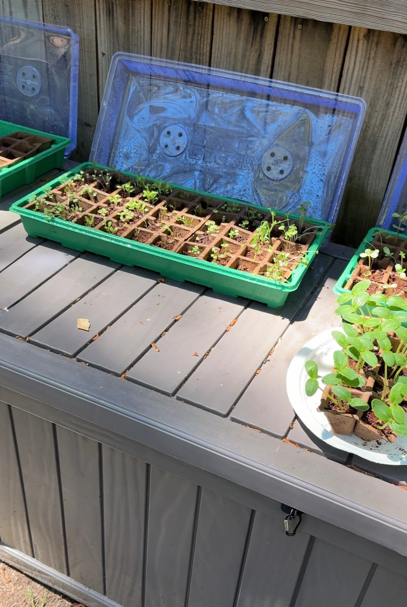 Seed trays are so easy for starting seeds 

Greenhouse germination kits 
Reusable base and vented lid
50 cells per tray 
100% organic
Fully plantable
Made from 75% recycled plastic
Can be used for flowers, herbs, or vegetables



#LTKmomlife #LTKSeasonal #LTKHome