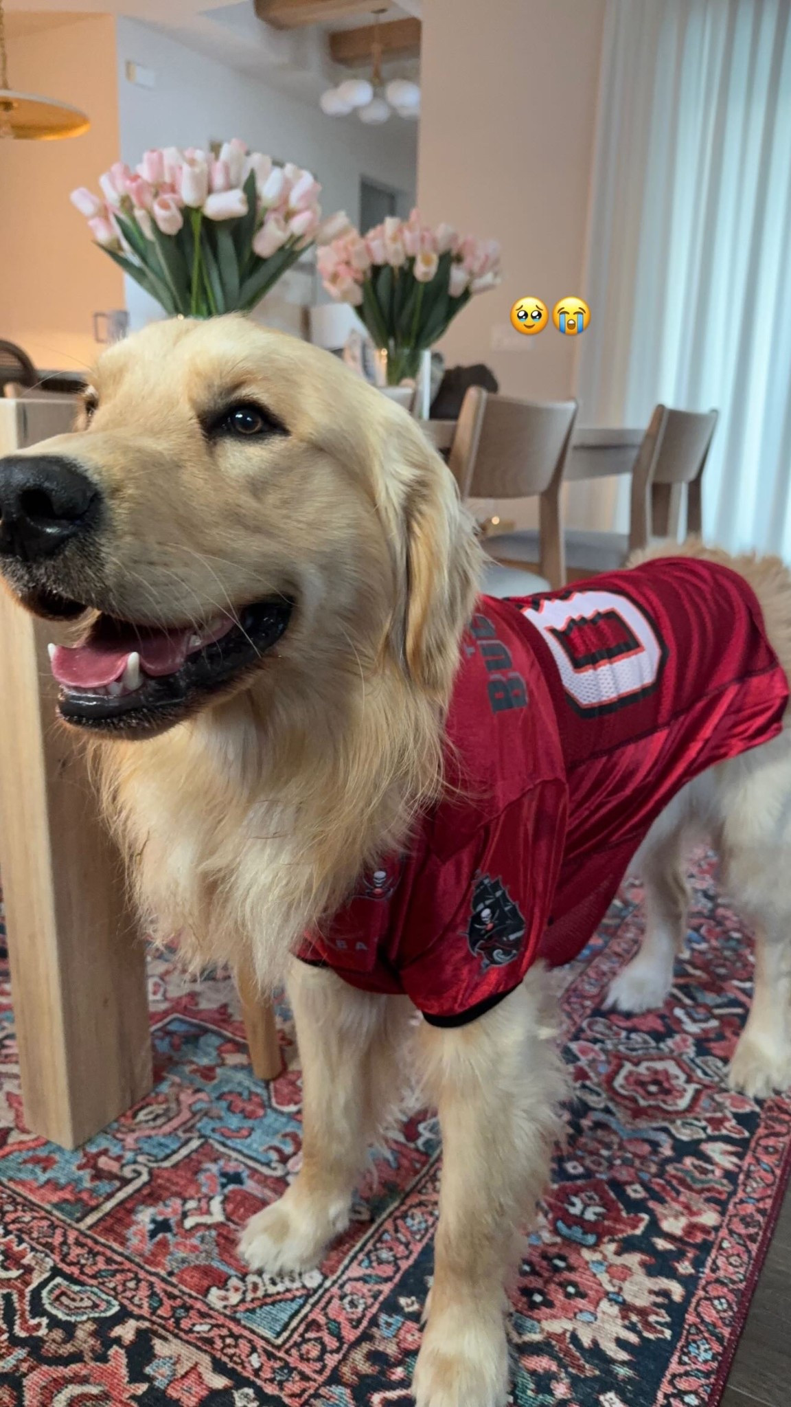 Jax in his Tampa Bay Buccaneers dog jersey! 🏈❤️🖤

#LTKSeasonal #LTKdayinmylife