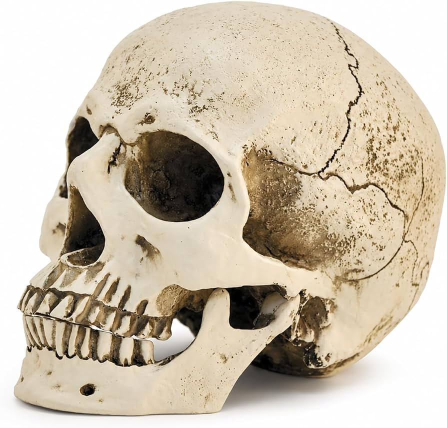 Realistic Human Skull Statue, Resin Skeleton Head Decor, Halloween Display | Amazon (US)