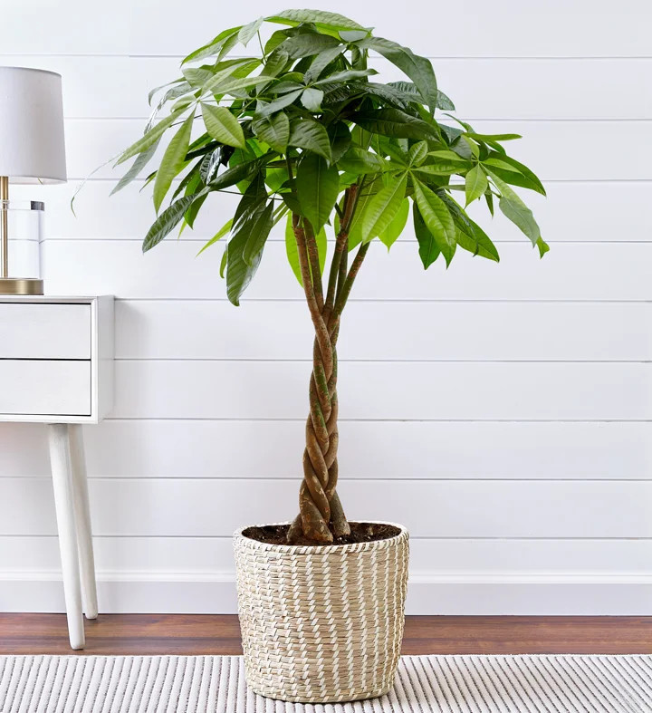 1-800-Flowers Plant Delivery Money Tree Large Plant | 1800flowers.com