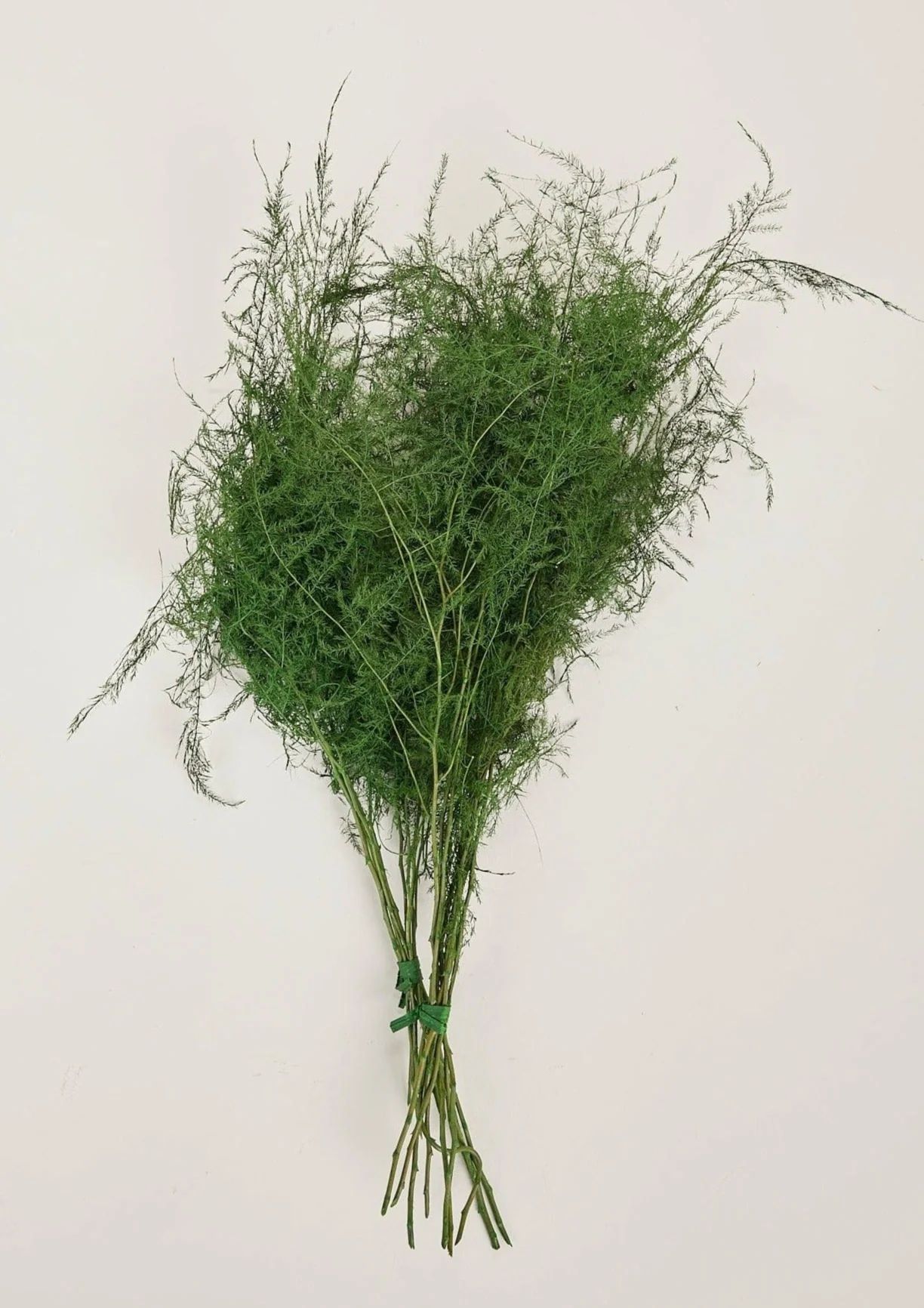 Preserved Asparagus Plumosus Fern  - 12"-28" | Afloral