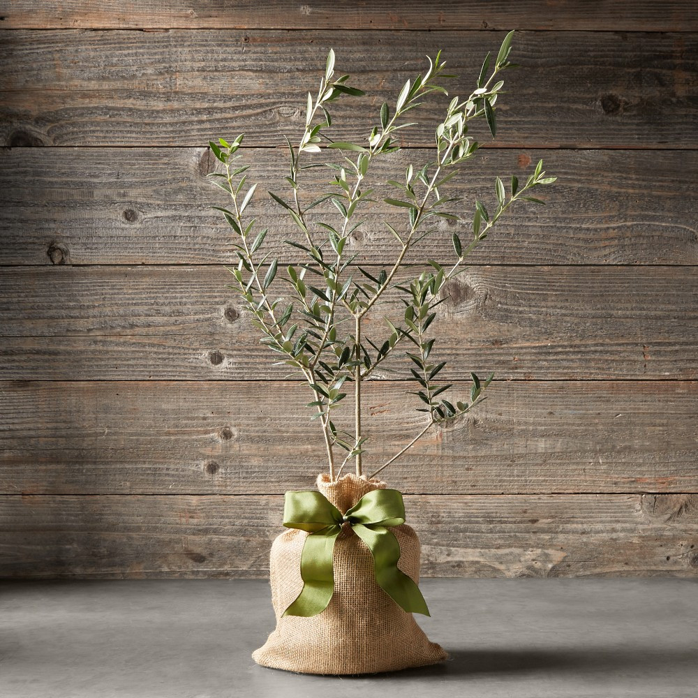 Live Mini Olive Tree, 20"-24" | Williams-Sonoma