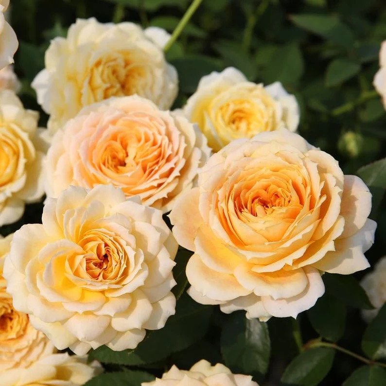 Caramel Antike Rose 焦糖古董 - Etsy | Etsy (US)