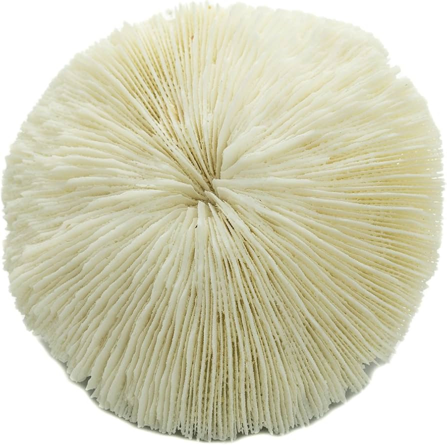 Mushroom Sea Coral | White Real Mushroom Coral 3”-4” (1 Piece) | Aquarium Ornament for Decora... | Amazon (US)