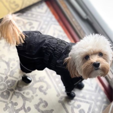 Amazon Pet Finds! If you have a doodle you need to get this for winter. It helps keep them dry, protects from wind, and helps minimize snow clumps. 

Barkley is wearing a size Large in the jacket and Small booties 

#LTKFind #LTKhome #LTKfamily