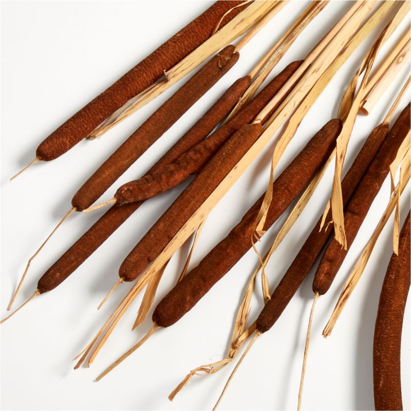Dried Cattail Bunch + Reviews | Crate and Barrel | Crate & Barrel