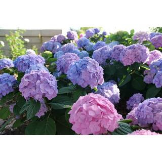 Proven Winners 4.5 in. qt. Let's Dance Sky View Reblooming Hydrangea (macrophylla x serrata) Live... | The Home Depot