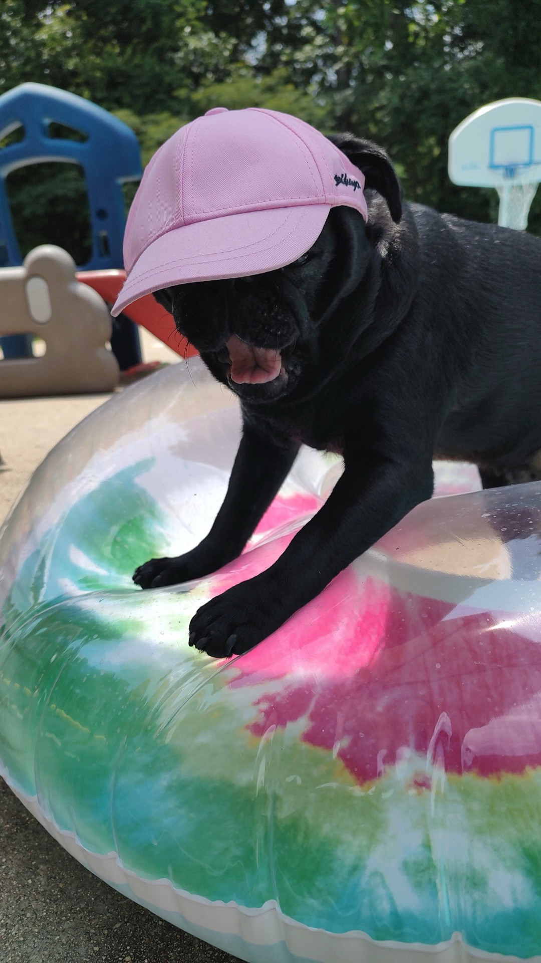 POV:  Life with Apollo (THE HAT)

✔ Casual collocation ✔ Hats for dogs fit for 26-55 lb, very lightweight, party hat cat birthday hat fit small dogs and no any oppression felling. dog sun hat size easily to carry party hat-dog hats for small medium dogs-hats for dogs.

https://www.amazon.com/shop/chandraredding8/list/1C2RZC7IU8UKC?ref_=hype_hm_sf_e 

 

#LTKMothersDay #LTKmomlife #LTKHome