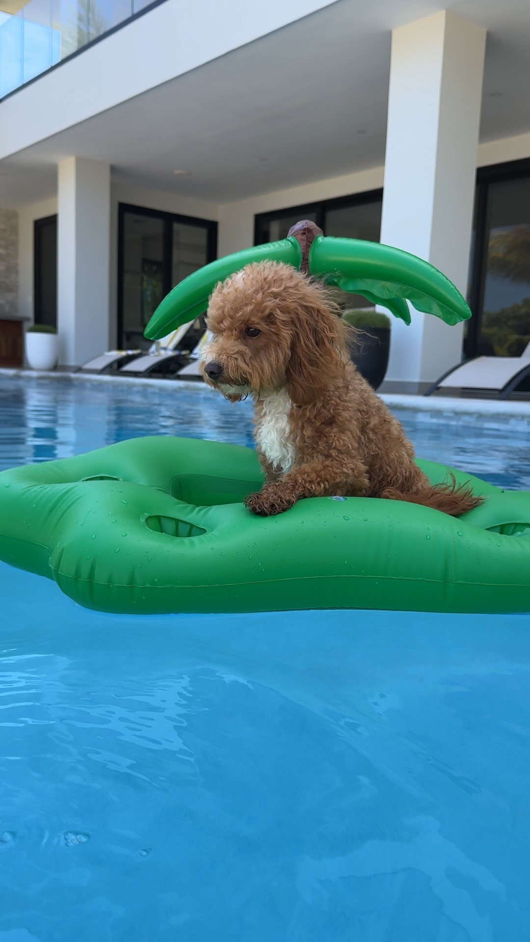 Got my small dog a pool float so he can hang in the pool without getting wet. He loves chilling in it. My dog is 10lbs 

#LTKPets #LTKSwim