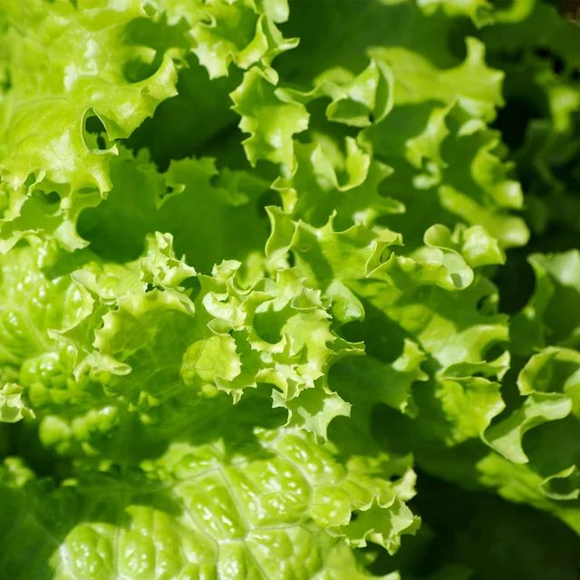 Leaf Lettuce Garden Seeds - Grand Rapids - 1 g Packet ~900 Seeds - Non-GMO, Heirloom Vegetable Ga... | Walmart (US)