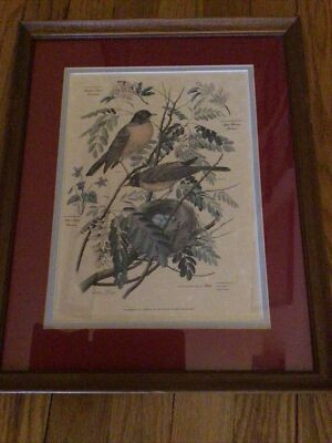 Vintage 1956-57 Arthur Singer Prints #5 Robins  Double Matted & Framed | eBay US