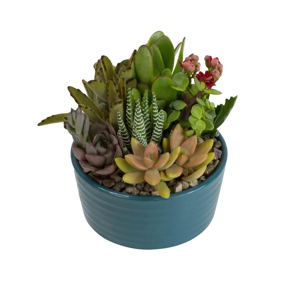 5.5 in. Atlantic Blue Ribbed Glazed Succulent Garden Plant | The Home Depot