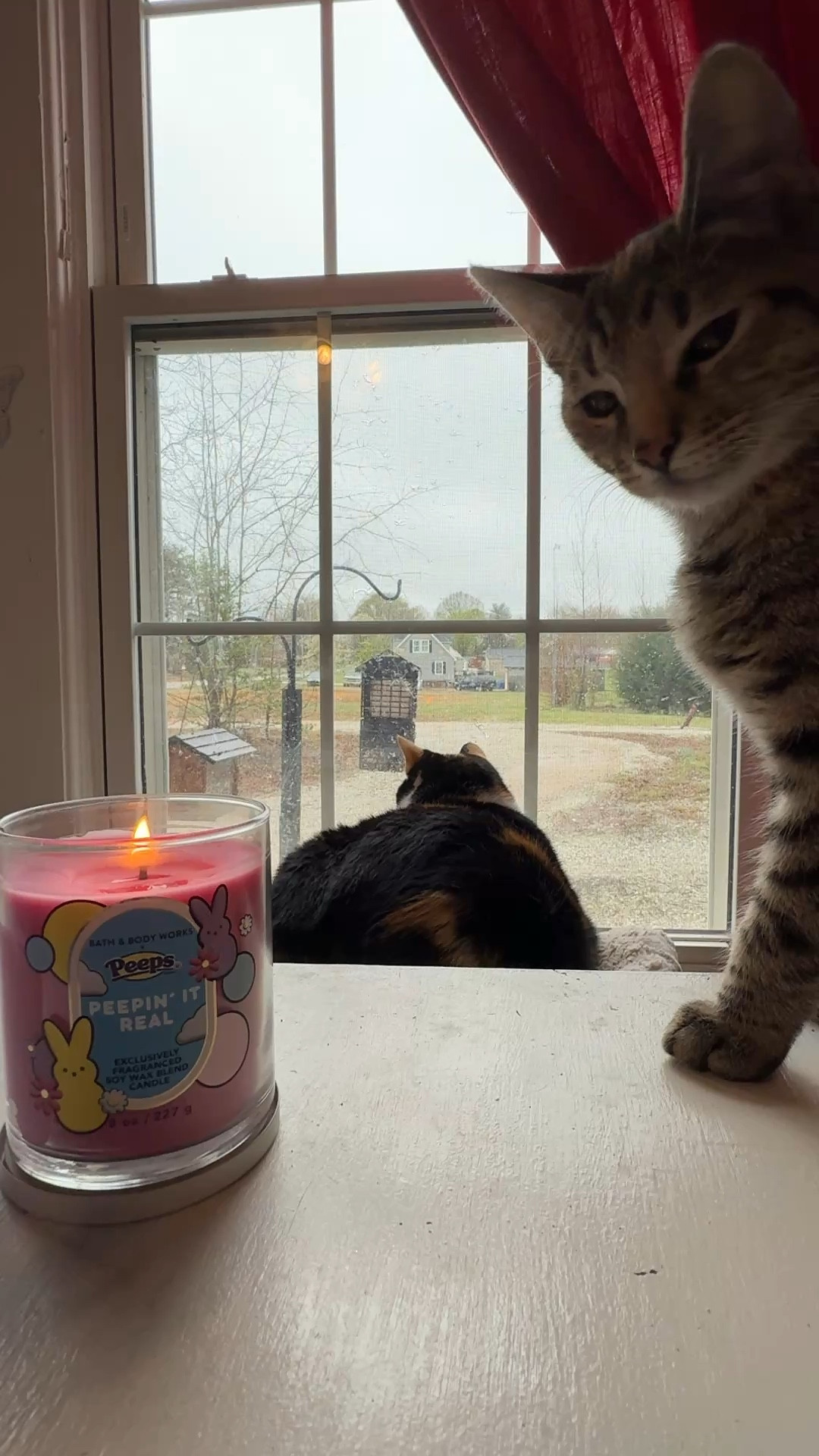 Kittens and rainy days working at my desk enjoying a candle. One of my favorite things. Bath and Body Works Peeps Peepin’ It Real candle has a sweet scent that isn’t strong. 

#candle #bathandbodyworks #peeps #easter

#LTKHome #LTKdayinmylife #LTKSaleAlert