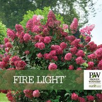 Fire Light® Proven Winners Colorchoice Hydrangea - Panicle Paniculata, Gallon Pot Size, Stunning White To Pink Flowers | Etsy (US)