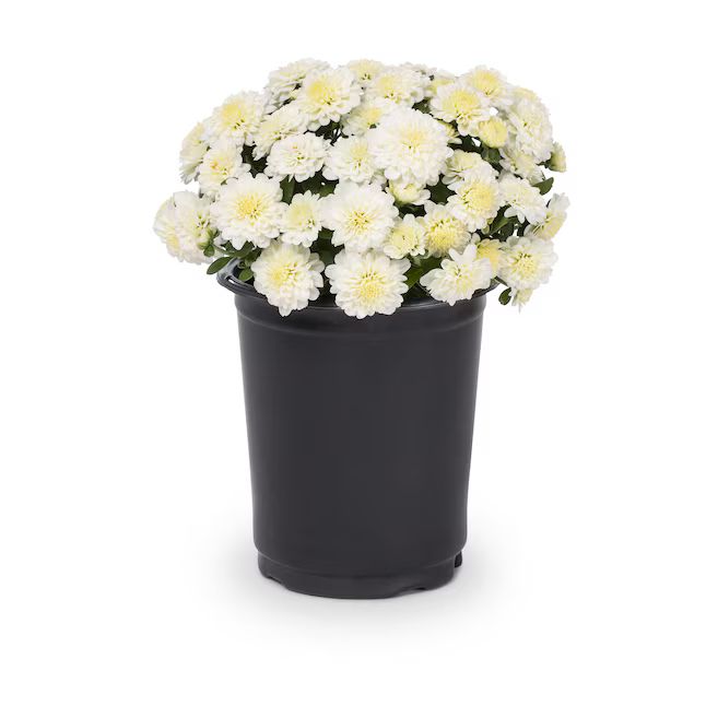 Lowe's White Mum in 1-Quart Pot | Lowe's