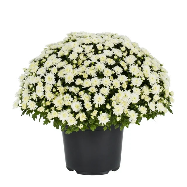 Expert Gardener 3.0QT White Mum Live Plant in Grower Pot | Walmart (US)