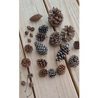 Mini Pinecone Mix 20+ Assorted Cones From Several Different Conifers Small Natural Pine Cones | Etsy (US)