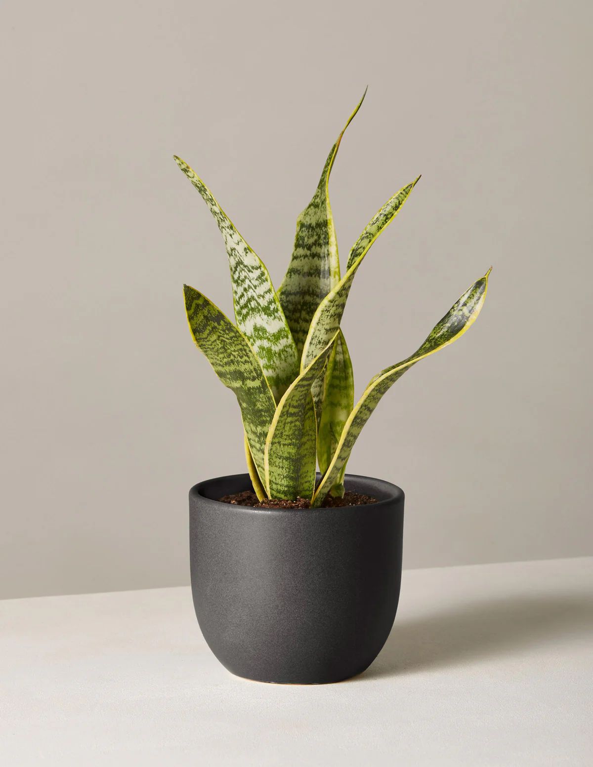 Snake Plant Laurentii | The Sill