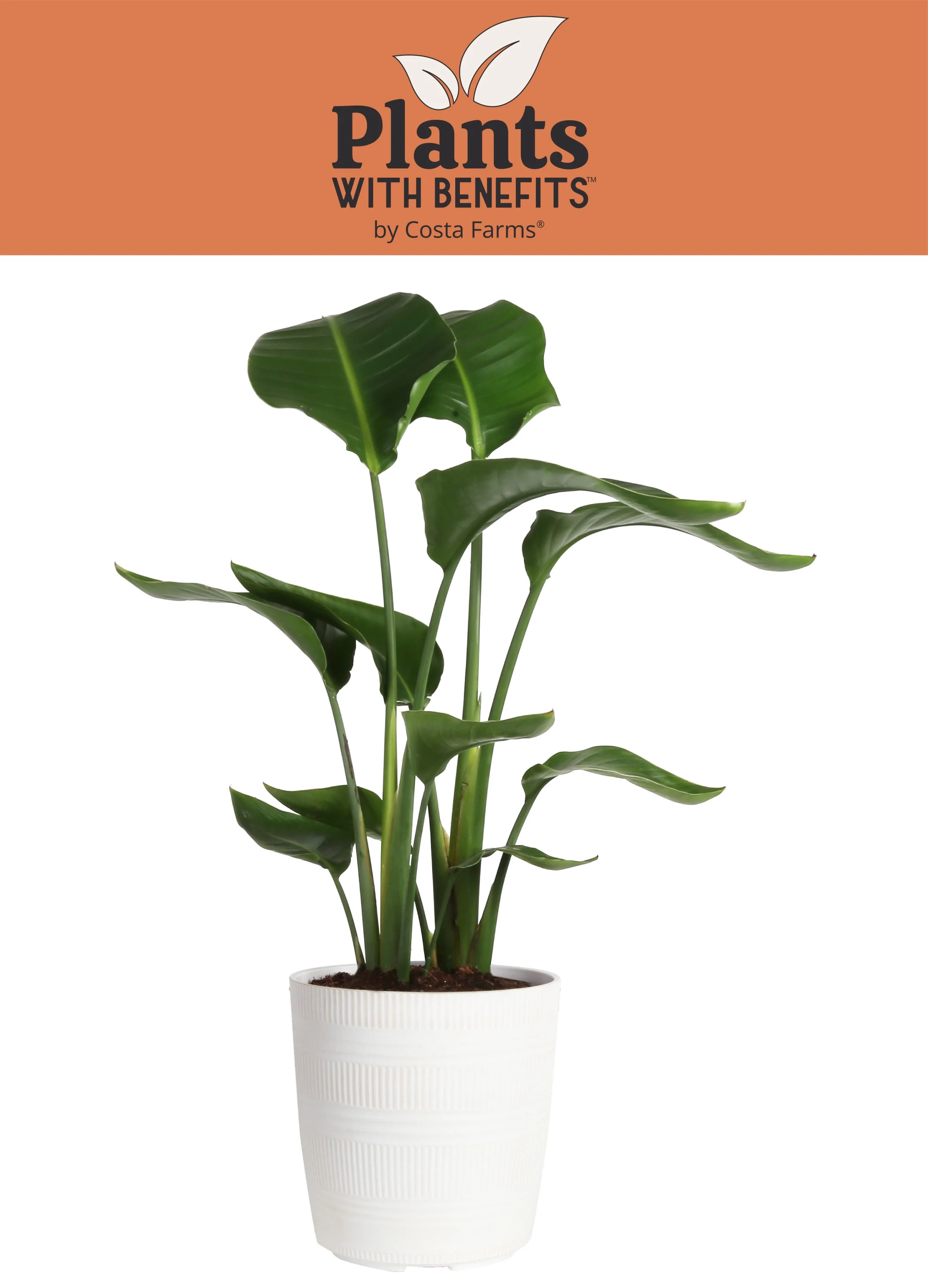 Costa Farms Plants with Benefits Live Indoor 24in. Tall White White Bird Of Paradise; Bright, Dir... | Walmart (US)