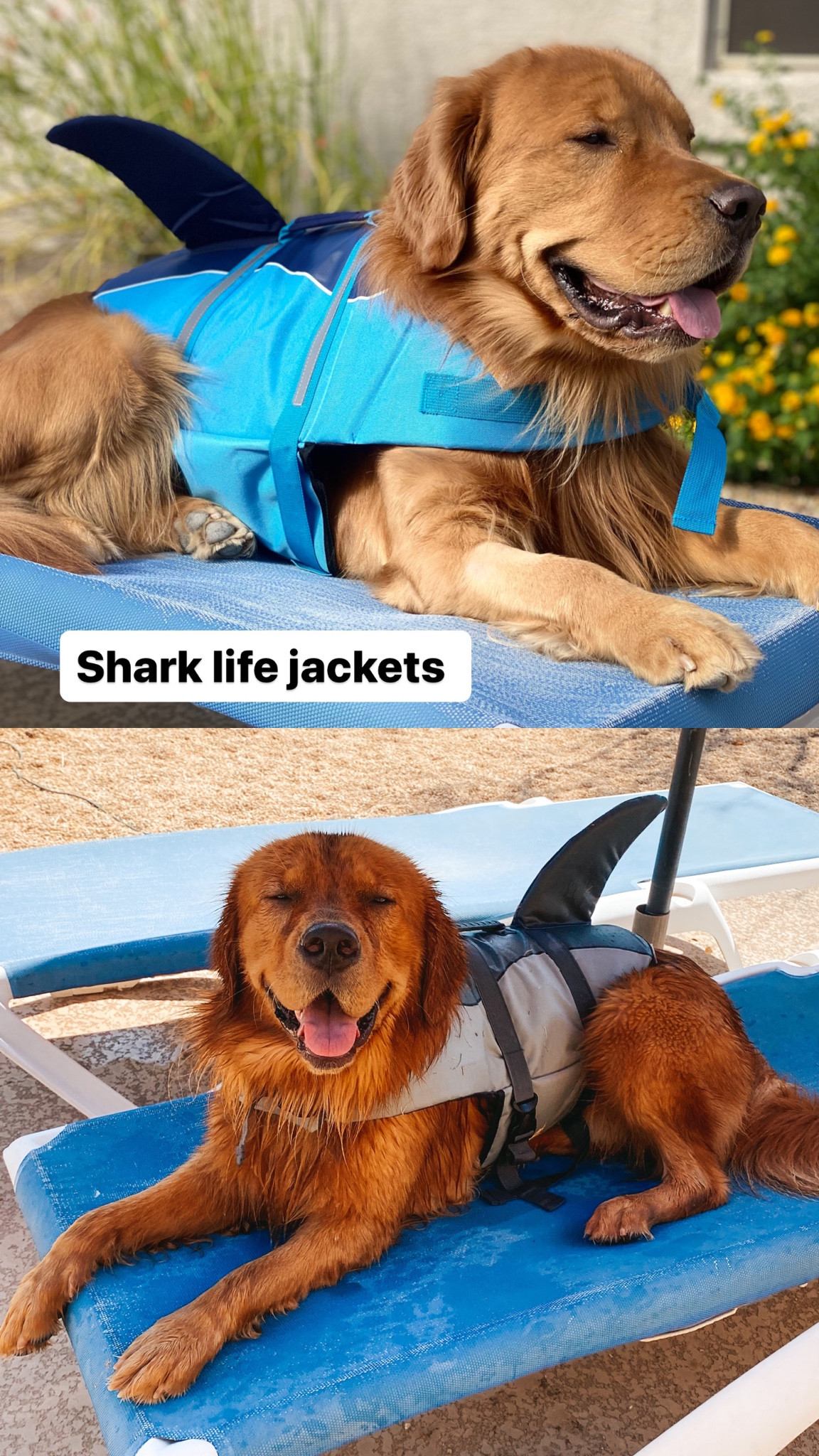Shark life jacket for dogs ! Amazon finds 

#LTKswim #LTKfindsunder50