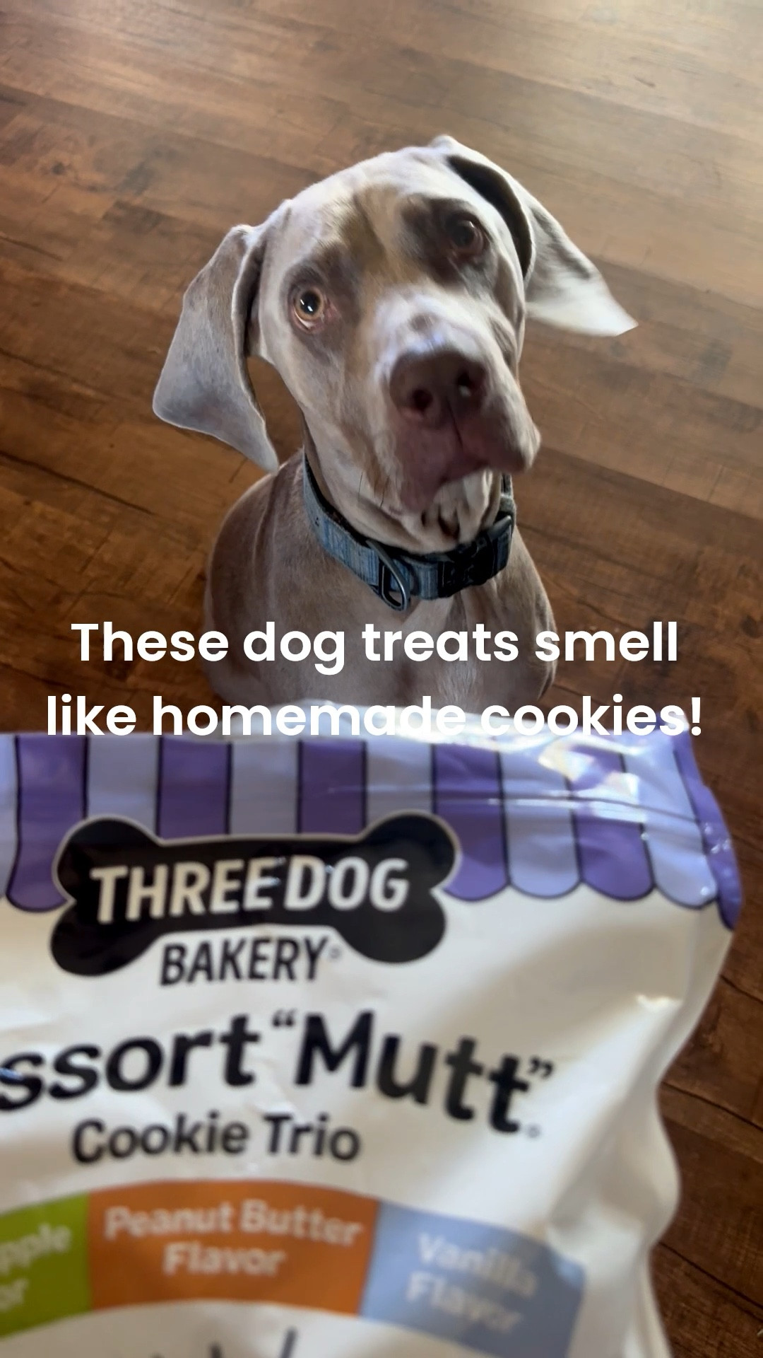 My Weimaraner and Maltipoo love these cookie dog treats! They actually smell like homemade cookies!! ❤️

#LTKmorningroutine #LTKdayinmylife #LTKKids