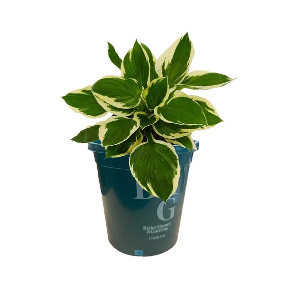 Better Homes & Gardens 2.5 Quart Multicolor Hosta Perennial Shade Outdoor Live Plants | Walmart (US)