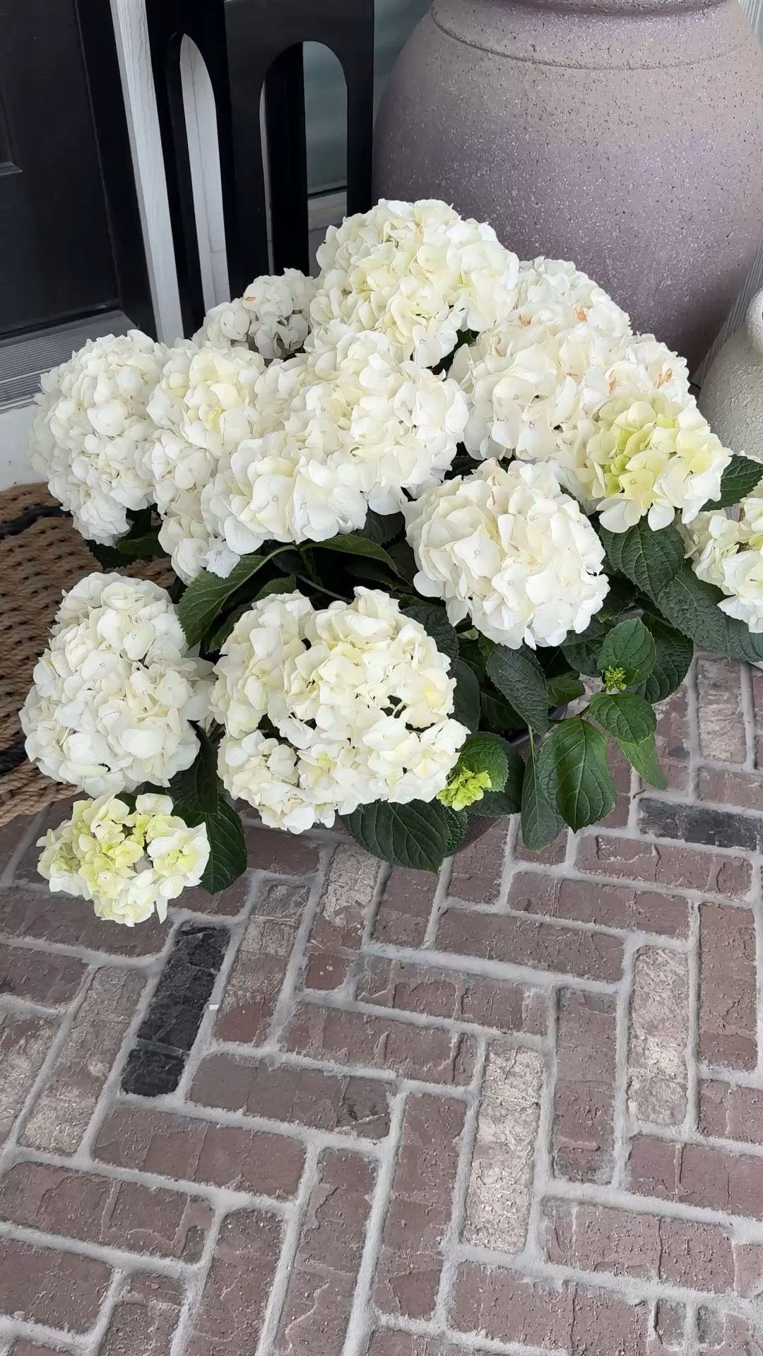 These are great self watering planters, they come in 2 sizes, I have the larger ones here

#LTKHome #LTKSeasonal