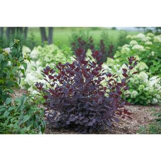 PROVEN WINNERS 4.5 in. qt. Winecraft Black Smokebush (Cotinus) Live Shrub, Rich Purple to Orange ... | The Home Depot