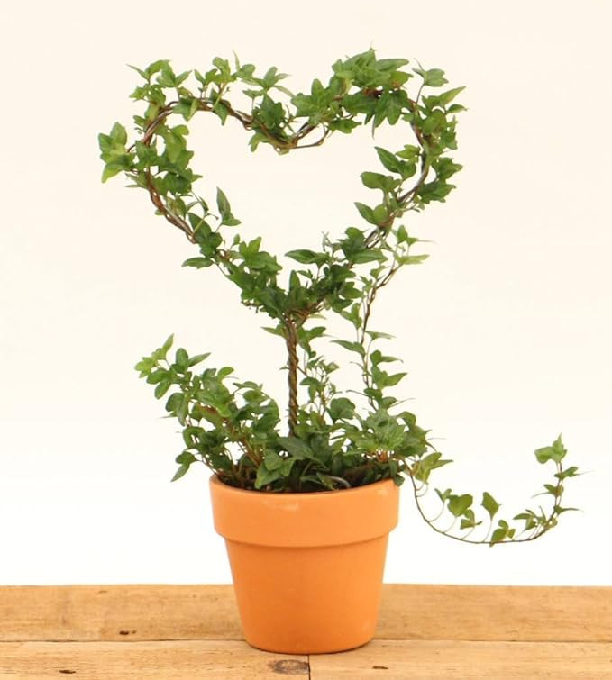 Schubert Nursery Ivy Heart Topiary on Stem 4.5-inch | Amazon (US)