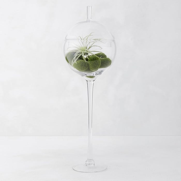 Z Gallerie Jules Glass Cloche, Hand-Blown Glasses Display Dome for Decorative Showcase Elegant Te... | Amazon (US)