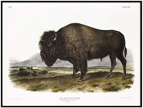 Bison Print, Antique Animal Painting, Vintage Drawing Poster Wall Art Decor, American Bison, Anim... | Amazon (US)