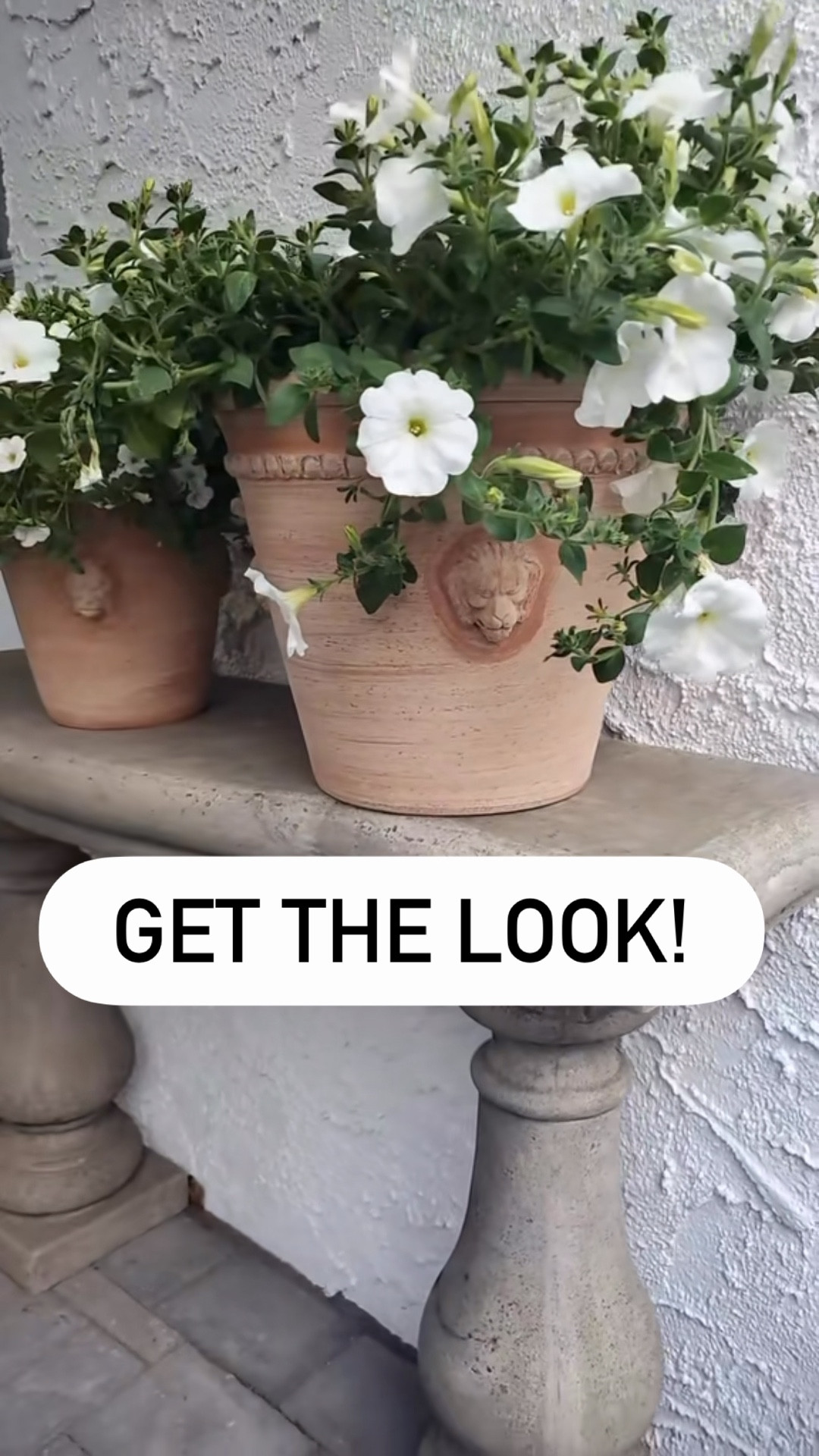 Lion terracotta planters on sale! Outdoor, patio, garden, flowers, porch, spring, summer.

#LTKHome #LTKSaleAlert