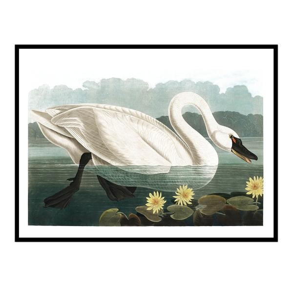 Swan on the Water No. 1 | Urban Garden Prints