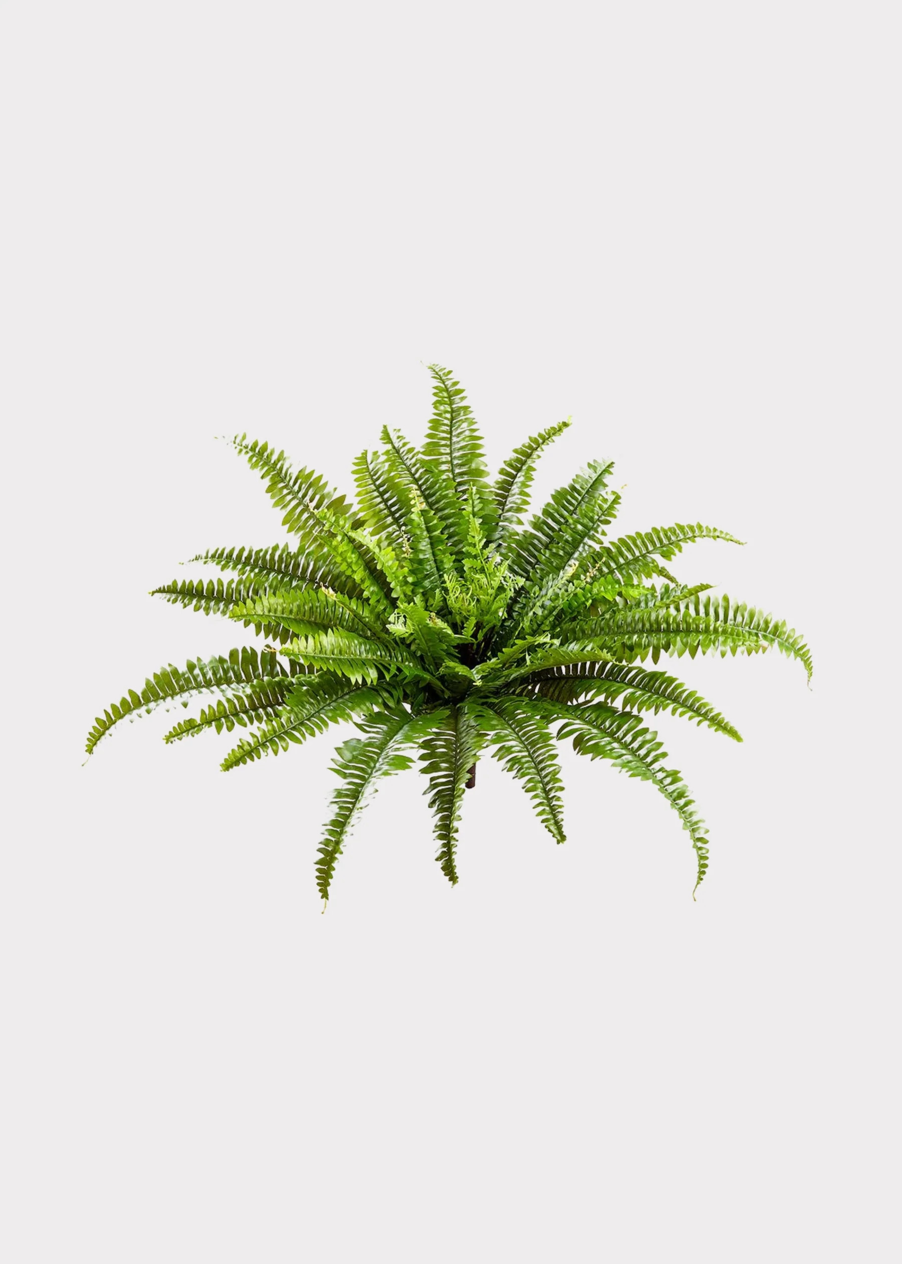 UV Resistant Boston Fern | Best Fake Outdoor Plants at Afloral | Afloral