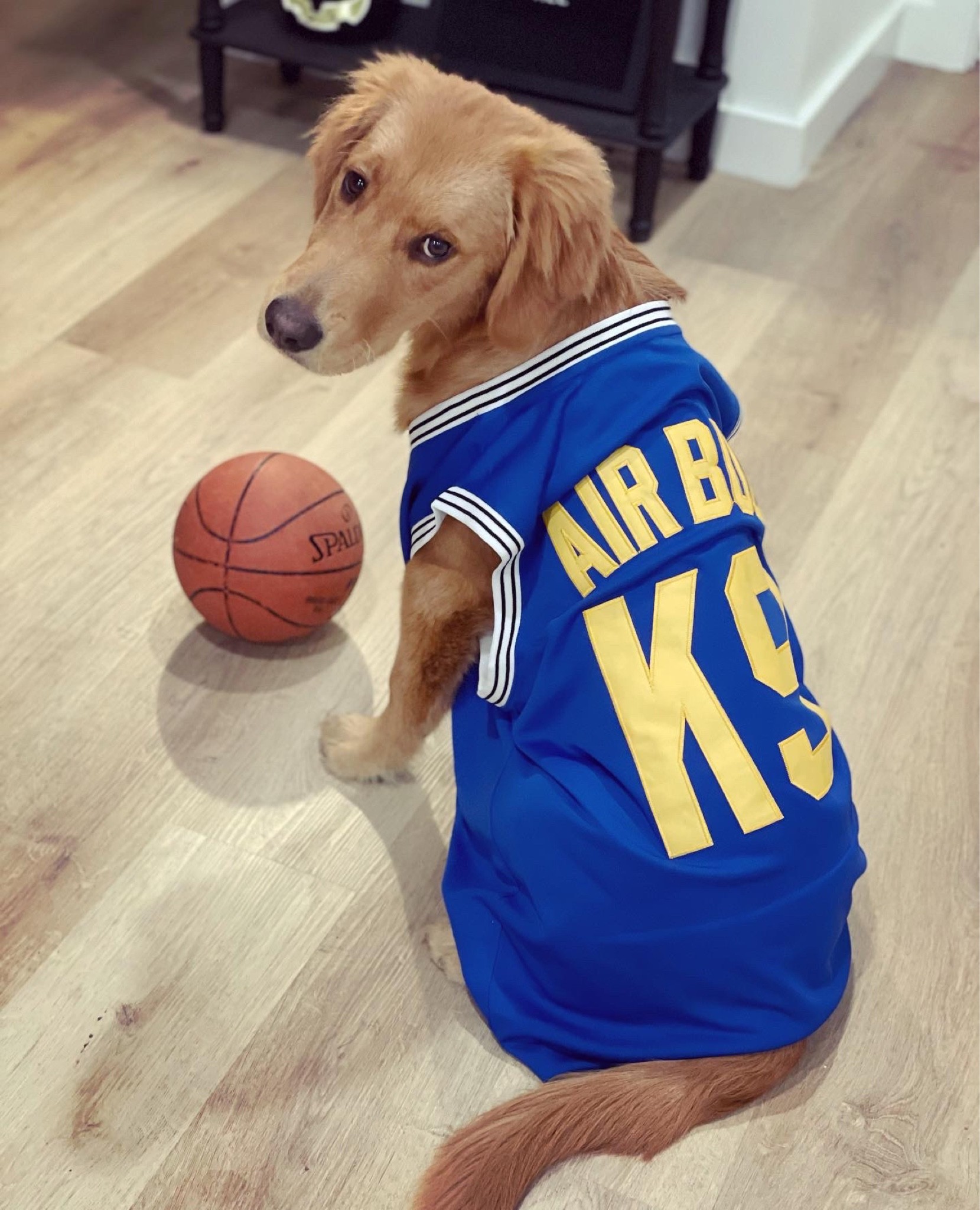 Oscar as Air Bud! 

#LTKunder50 #LTKHoliday
