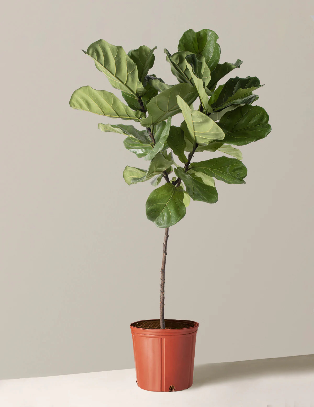 Large Fiddle Leaf Fig Tree | The Sill