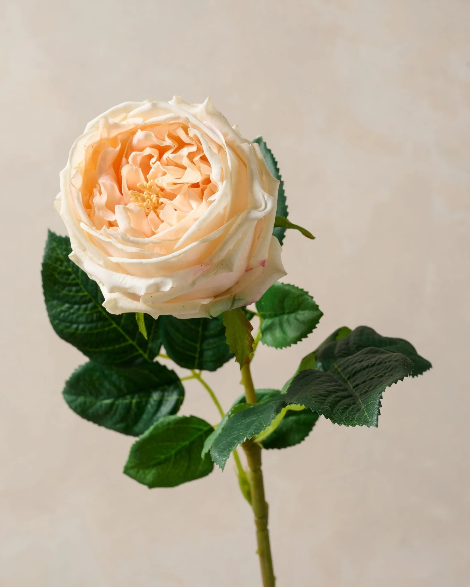 Austin Rose Stem | Magnolia