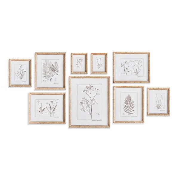 Botanical Study In Sepia, Set Of 9
     
  10% OFF | Scout & Nimble