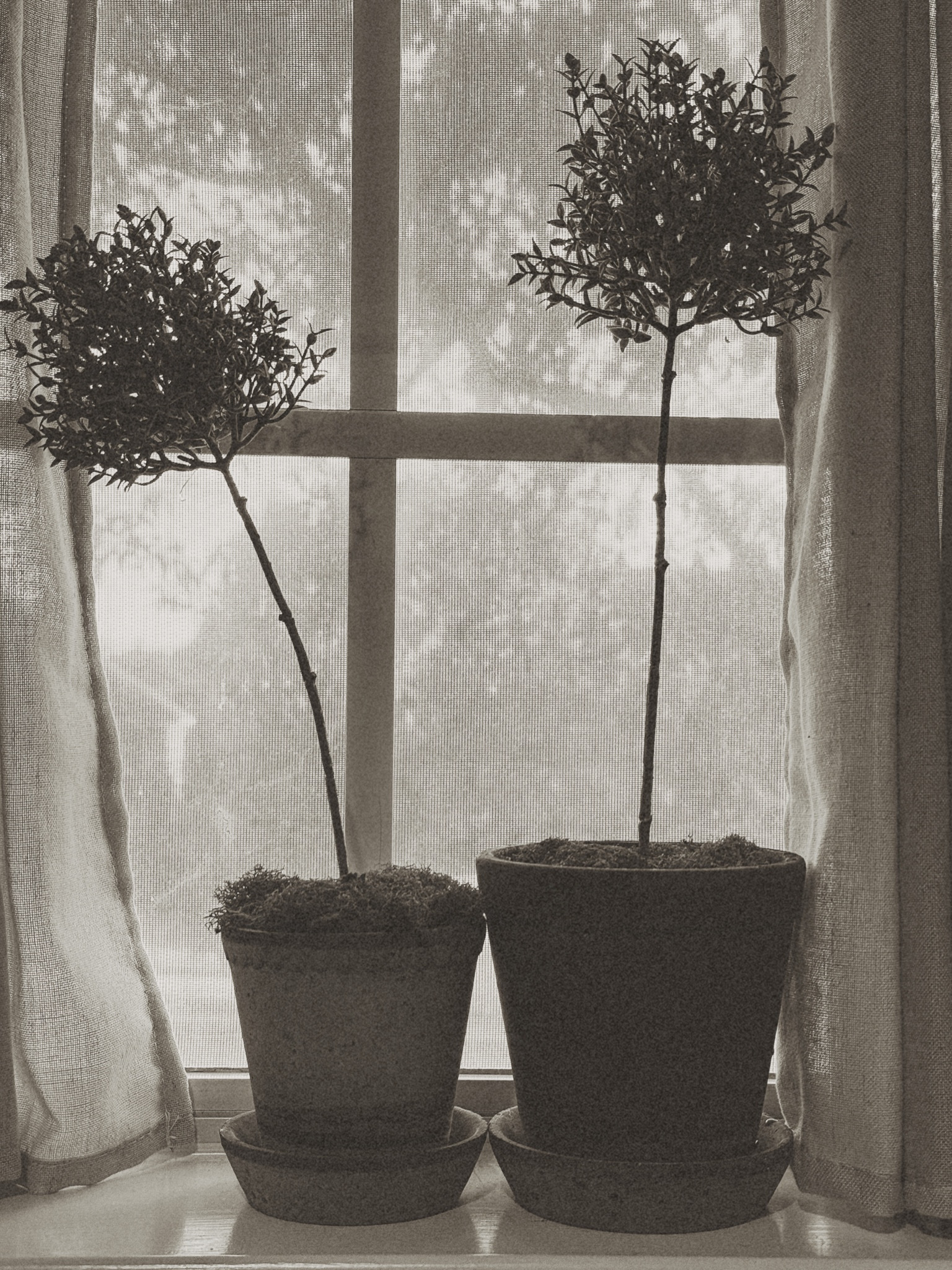 Topiary 

#LTKGiftGuide #LTKU #LTKHome