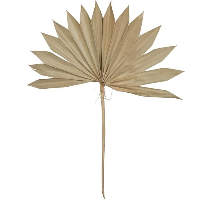 Vickerman Natural Botanicals 20" Natural Dried Super Palm Sun Spear- 12 stem/polybag | Amazon (US)