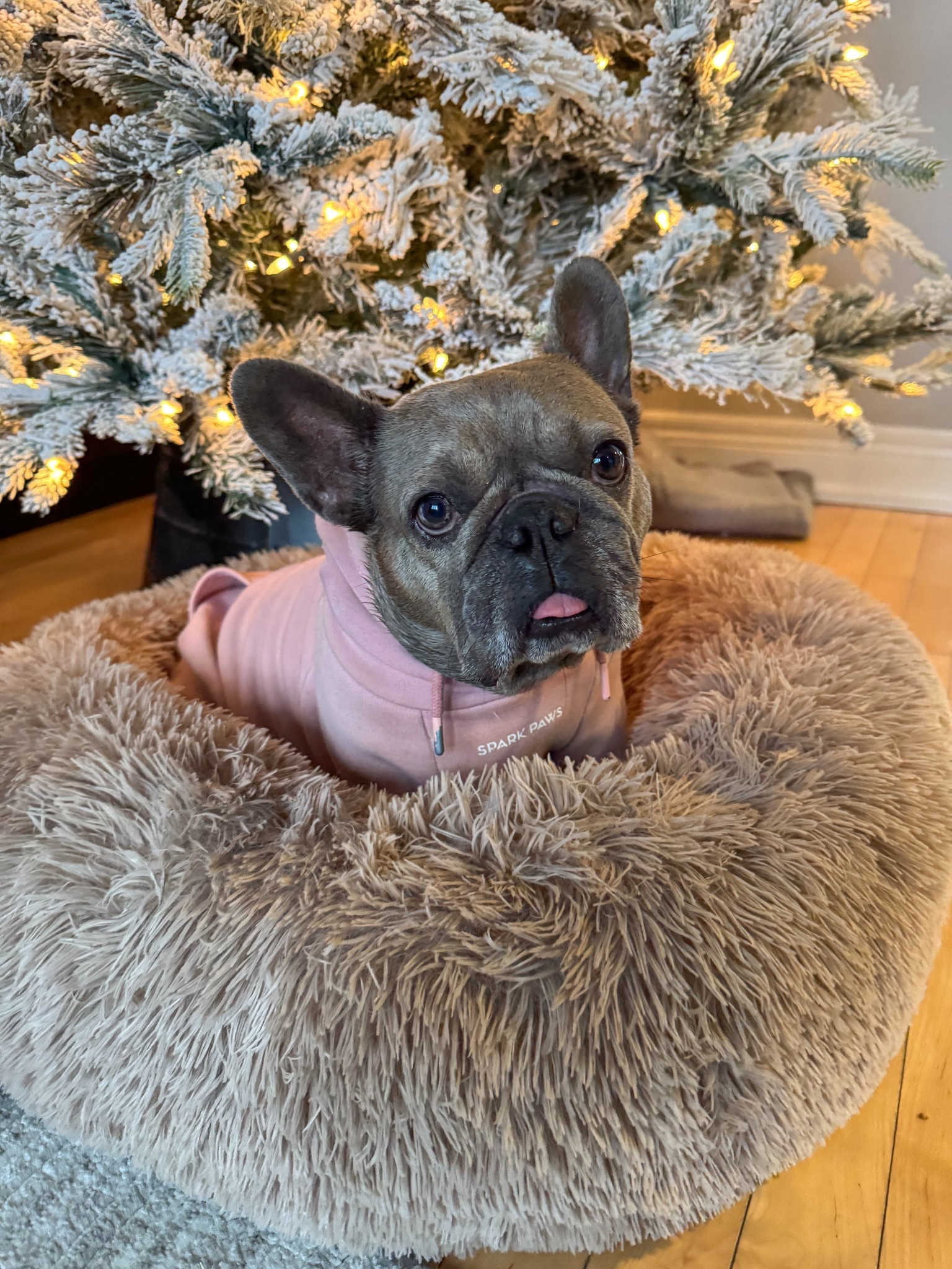 Cozy time! 🧸💤😴 Shoo our fav beds 

#LTKHome #LTKGiftGuide #LTKHoliday