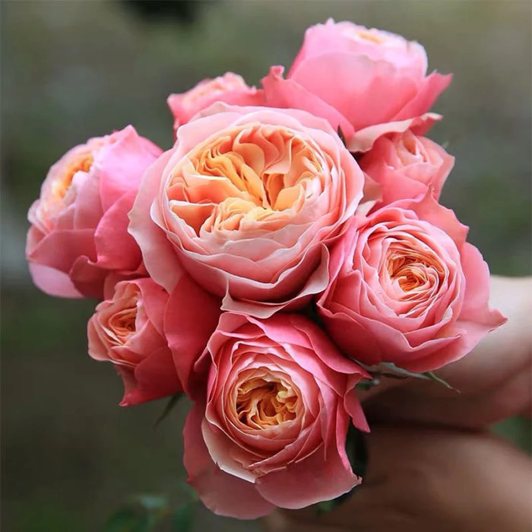 Rose vuvuzela. 温柔珊瑚心，own root. Continue Blooming. Fragrance. Cut Rose. | Etsy (US)