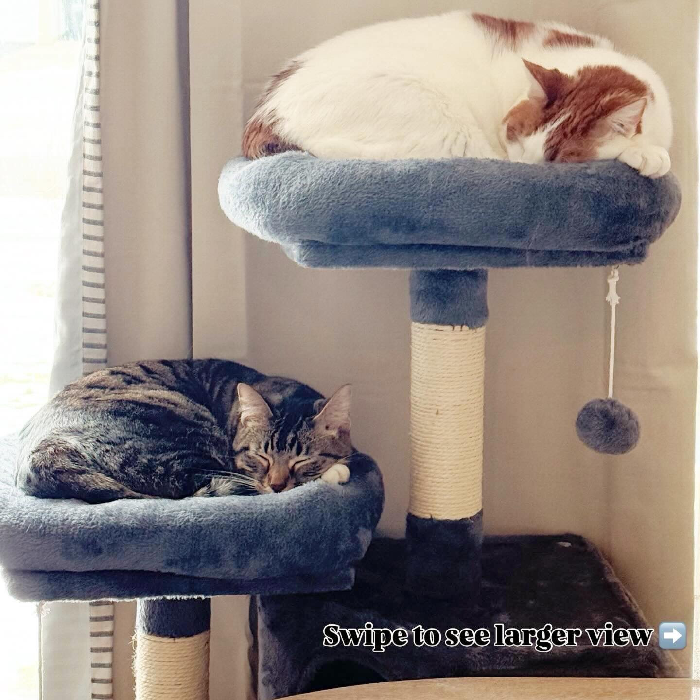 It sure looks like my cats are loving their Christmas present 🎄🐾
This cat tree has been a total win—found it on Amazon for just $45.99 🙌 

If you’re looking for a new cat tree without spending a ton, this one is perfect. It’s 45.3 inches tall, so it doesn’t take up much space as some, but still gives them the best nap spots and a window view 😻



#CatTreeLove #AmazonFinds #PetMustHaves #CozyCats

#ad

#LTKHome #LTKdayinmylife