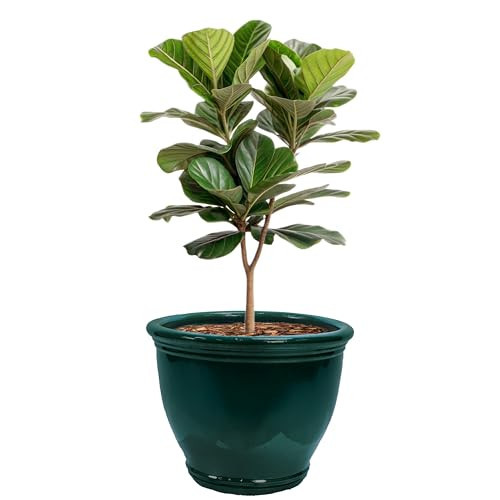 Sunnydaze Large Ceramic Plant Pot - Round Outdoor Glazed Ceramic Planter Pot with Drainage - Studio - Dark Green - 18.5" | Amazon (US)