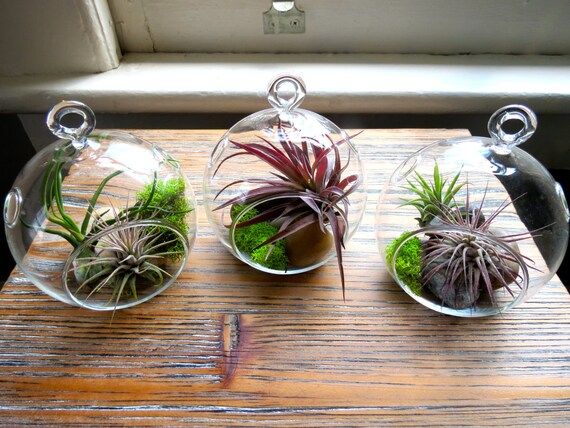 Hanging Air Plant Terrariums - Set of 3 Stunning Glass Terrariums with Five Air Plants - Fast FREE S | Etsy (US)