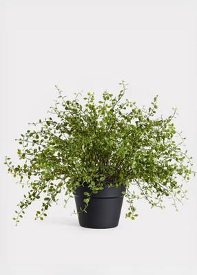 Maidenhair Creeping Vine Fake Potted Plant - 16" | Afloral