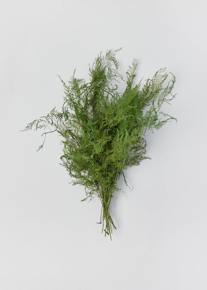 Preserved Asparagus Plumosus Fern  - 12-28 | Afloral