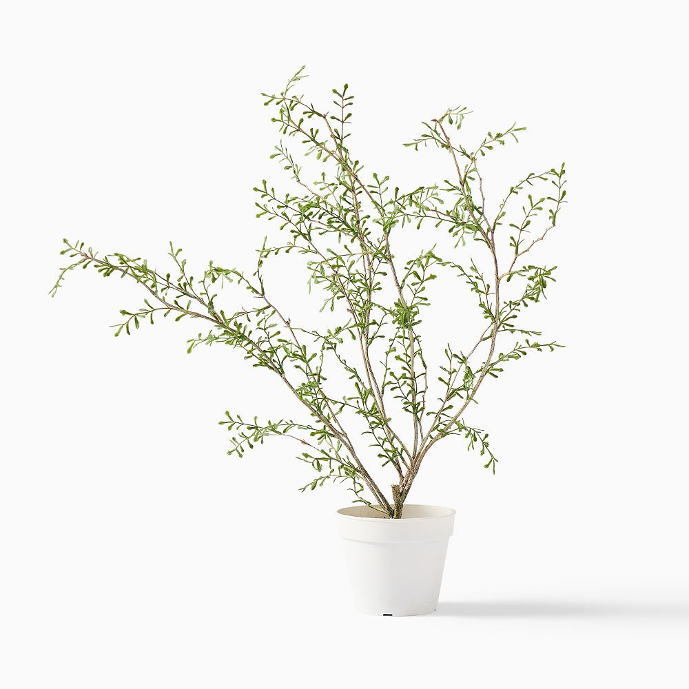 Faux Potted Sophora Prostrata Plant | West Elm (US)