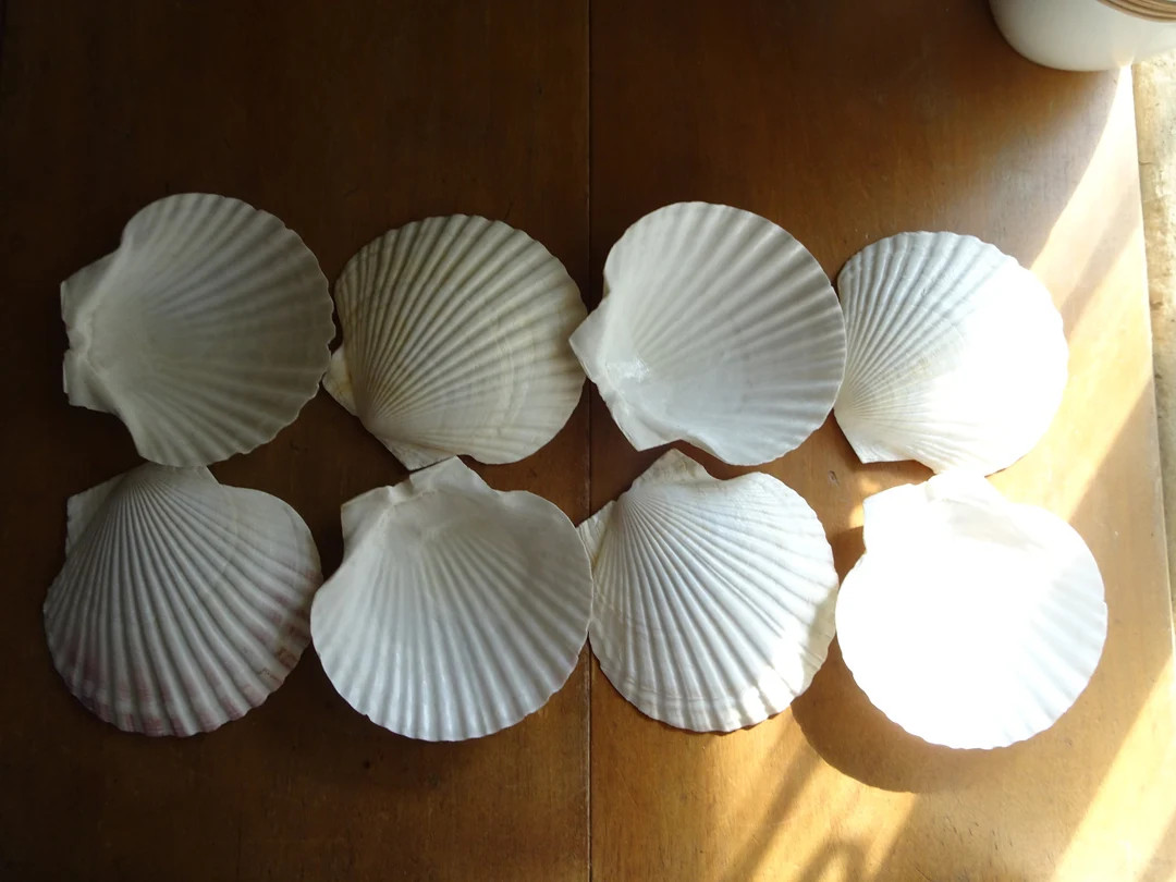 Set of 8, Real Seashell/Scallop serving bowls, For Ceviche, Appetizers, Baking, Restaurant Qualit... | Etsy (US)